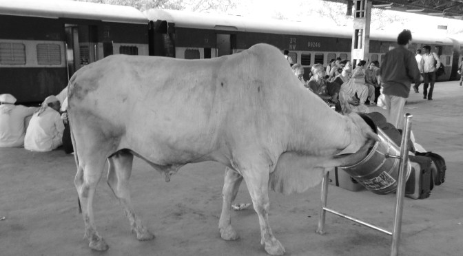 Des trains pas comme les autres en Inde.