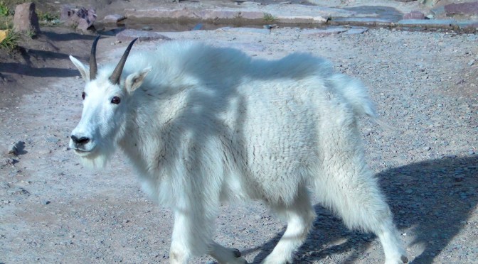 Glacier National Park, Montana: Hidden Lake et les Moutains Goats.