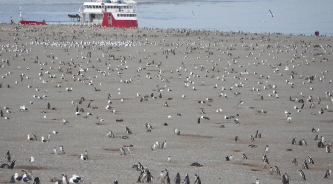 Isla Magdalena, la reserve des pinguins!