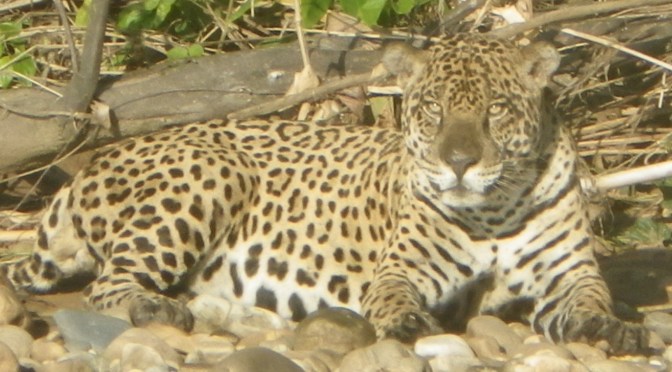 Excursion en Amazonie